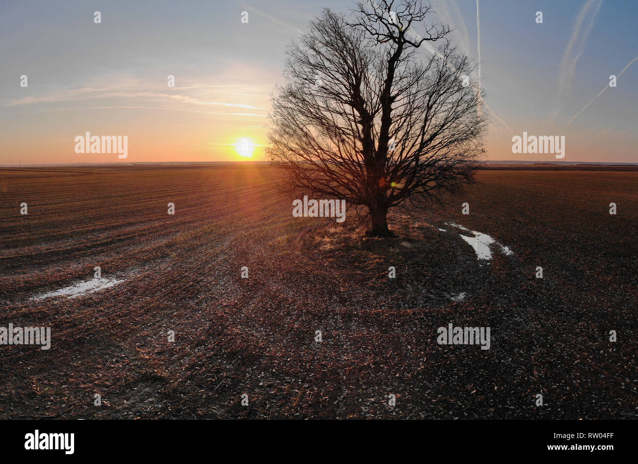Lone oak tree at sunset hi-res stock photography and images - Alamy