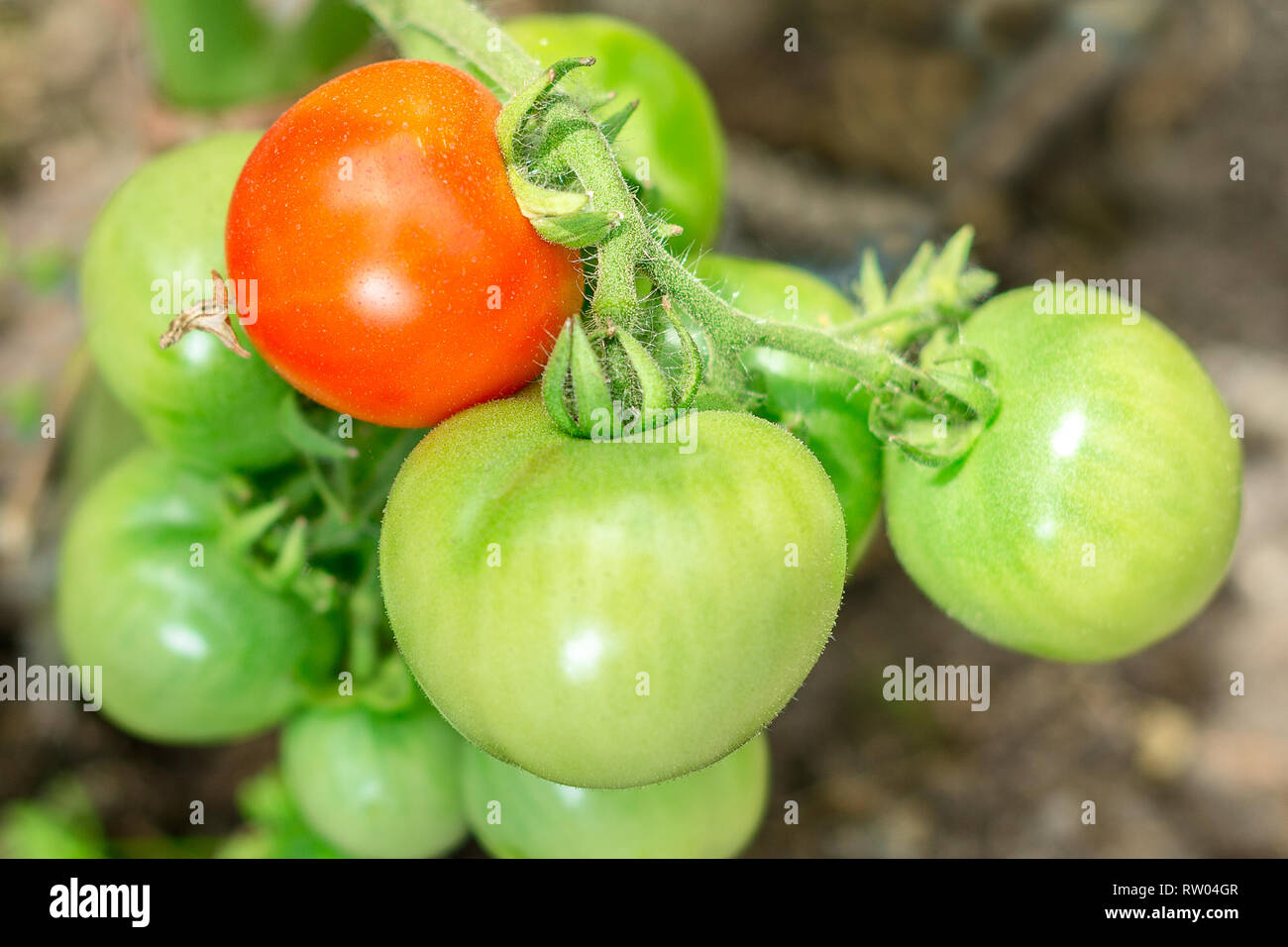 fresh tomato red and green growing on the bed Stock Photo - Alamy