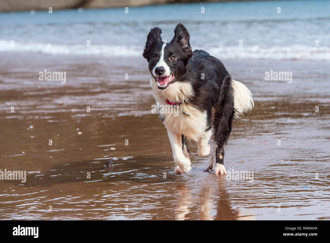 border collie playing on the beach Stock Photo