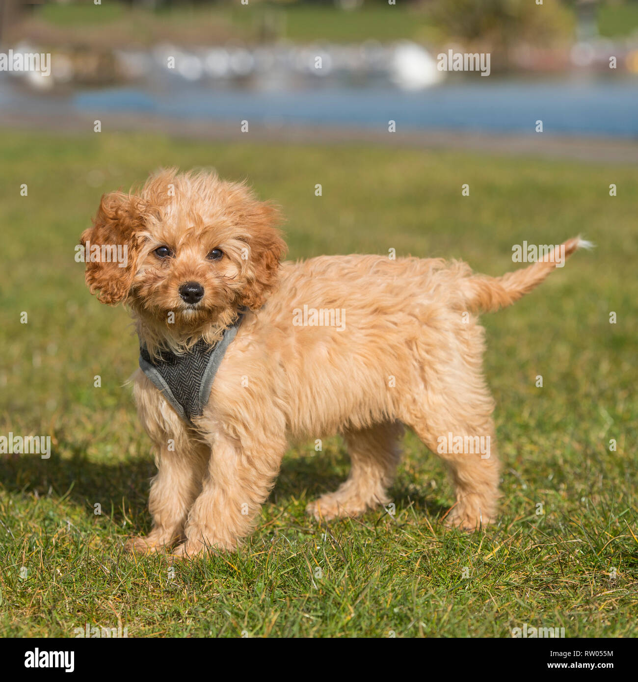 Cockapoo dog hi res stock photography and images Alamy