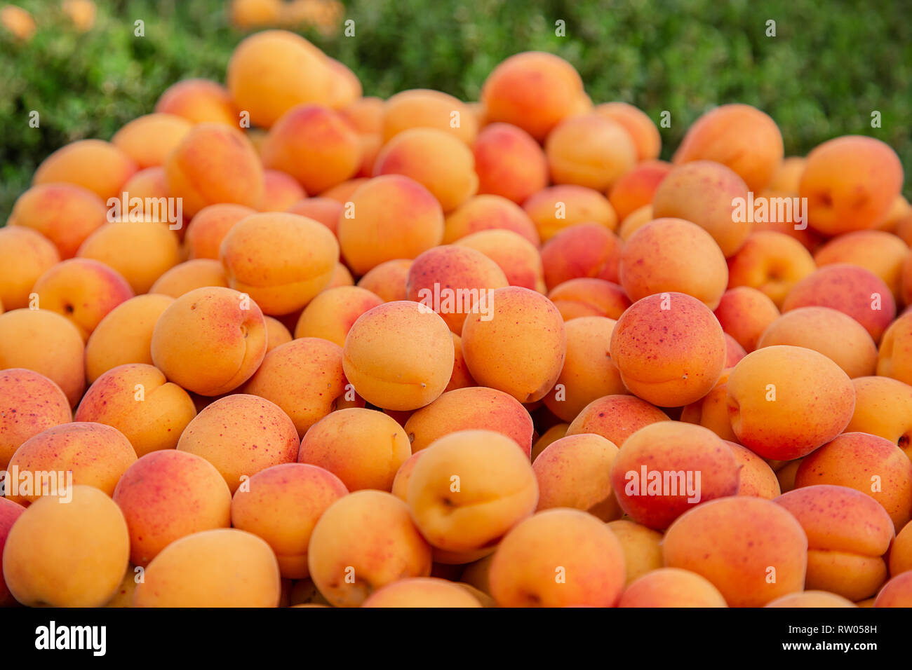 Массовый сбор абрикоса в ящики