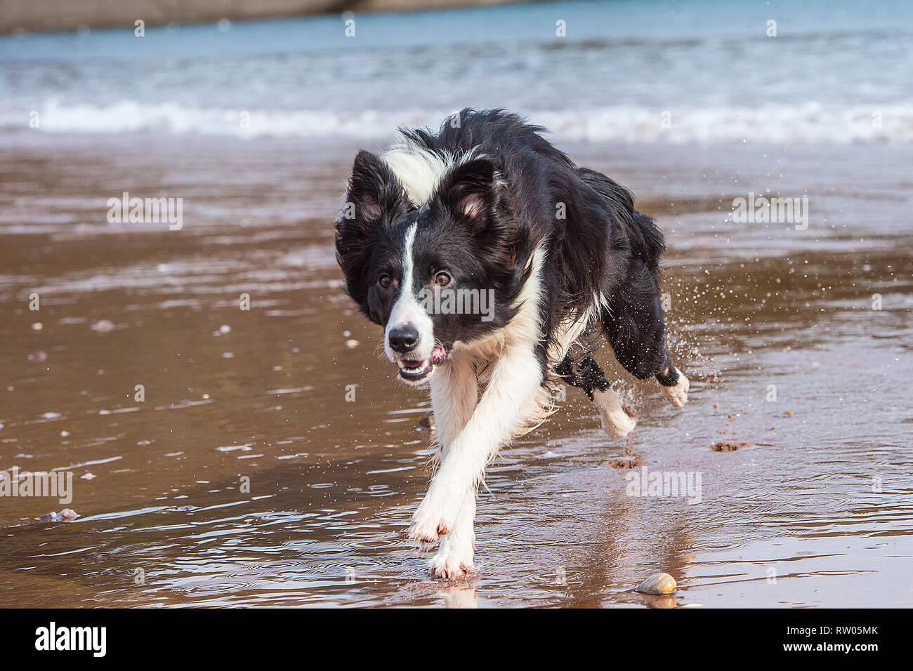border collie playing in waves Stock Photo