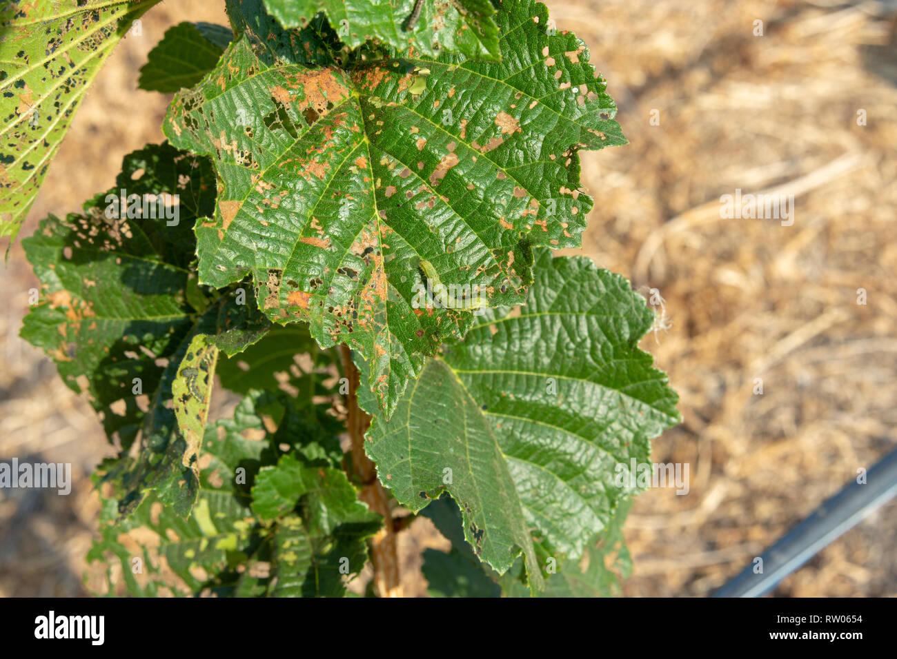 Diseases and pests of nuts and leaves of hazelnut bushes closeup