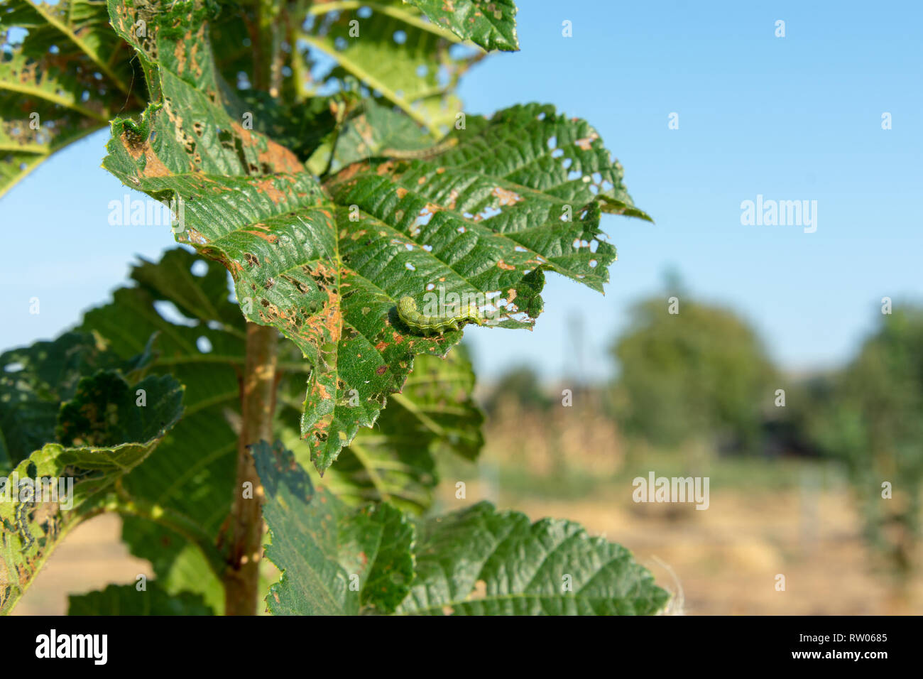 Hazelnut leaves are damaged by parasites and rot diseases. Pests and