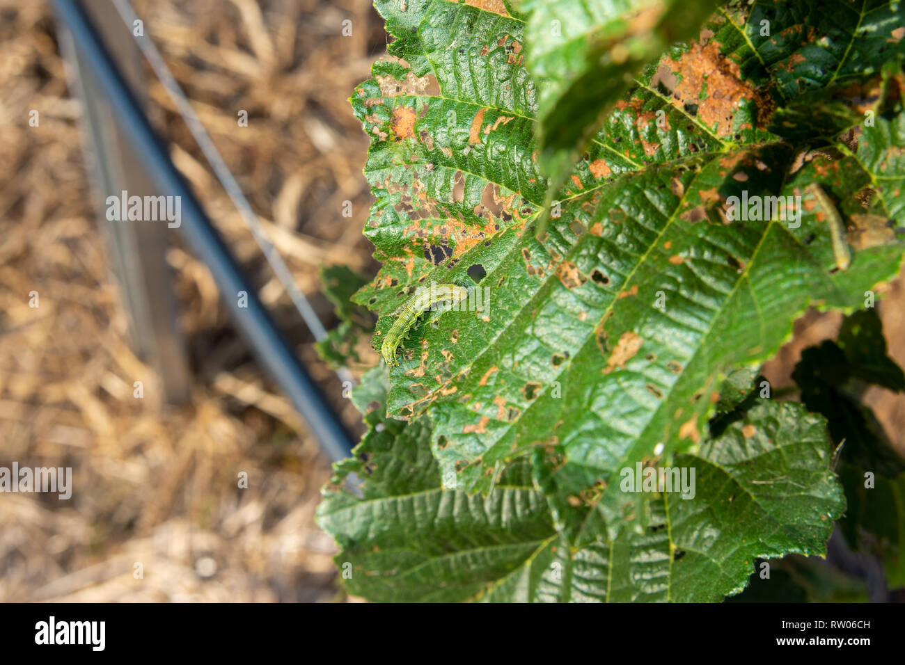 Hazelnut leaves are damaged by parasites and rot diseases. Pests and