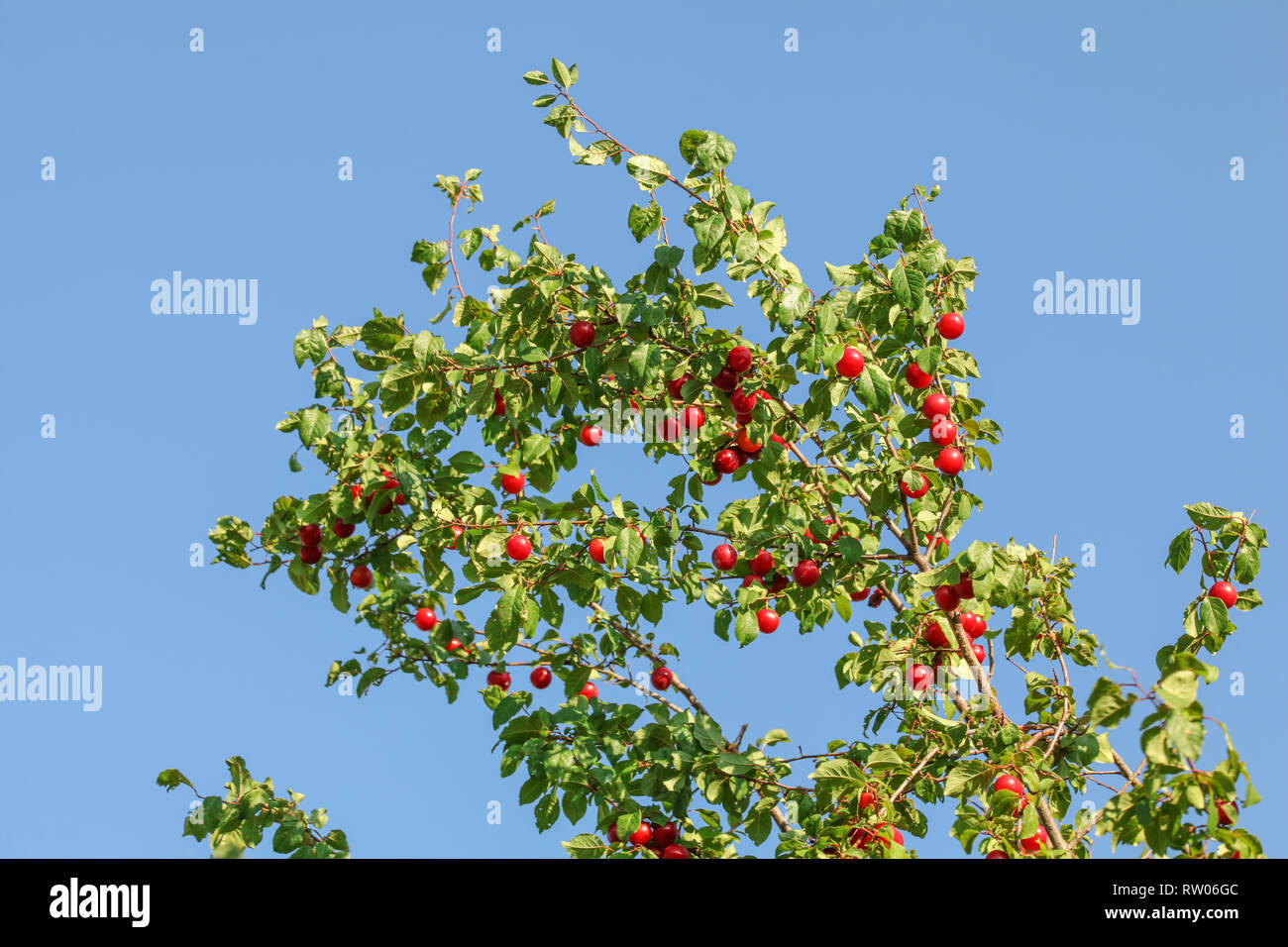 Tree branch with red Mirabelle Plum / Prune (Prunus domestica subsp. syriaca) fruits with blue sky in background. Stock Photo