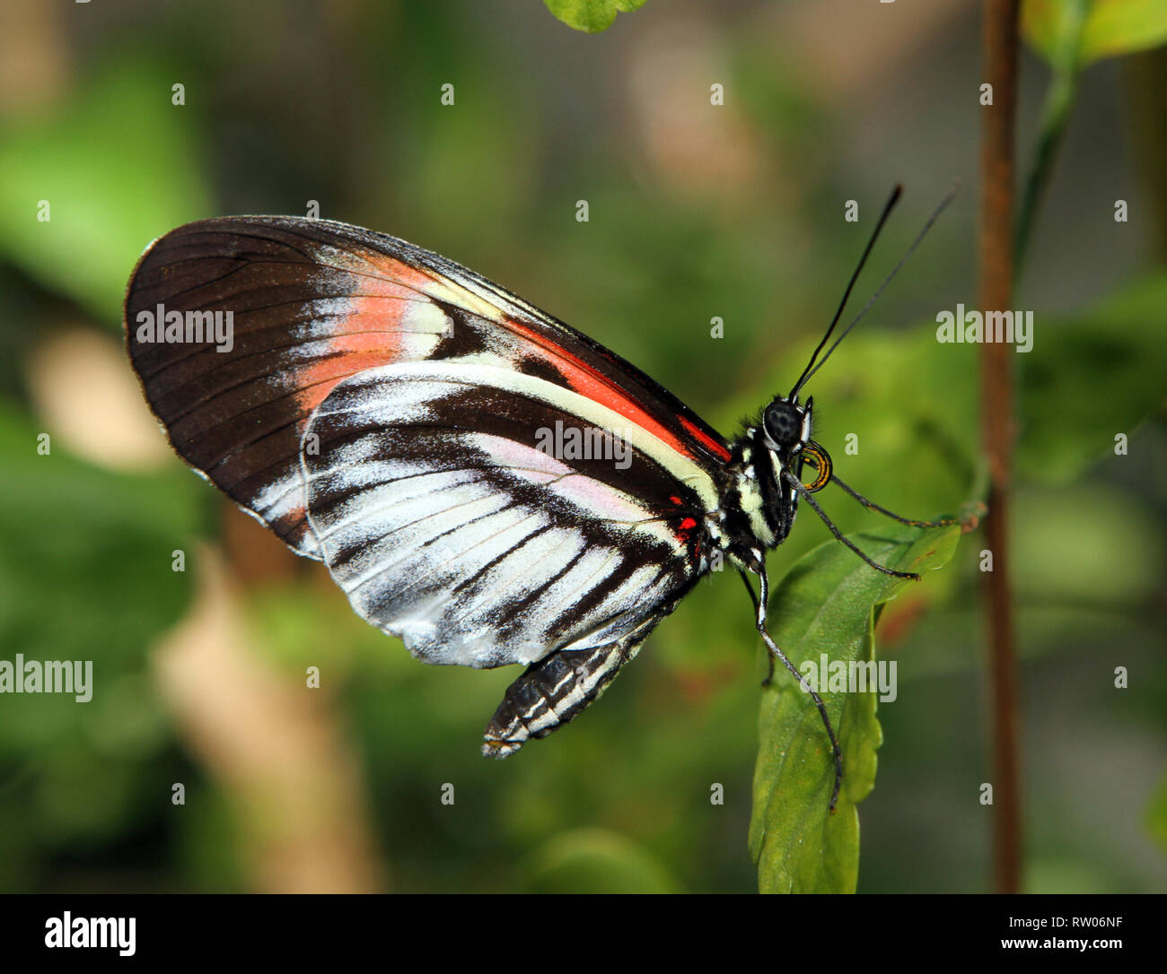 Butterfly on a leaf with pollen on his feeding tube Stock Photo - Alamy