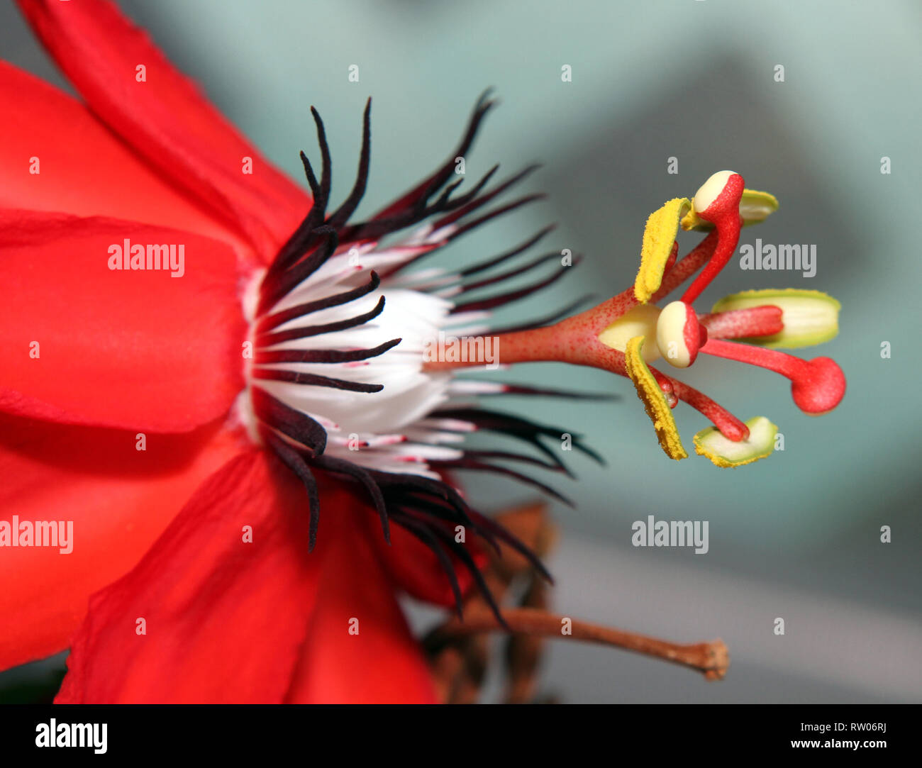 Passiflora flower macro image Stock Photo