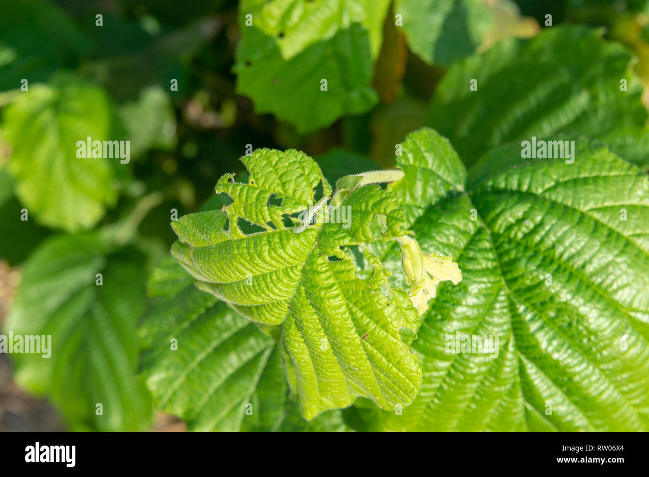 Hazelnut leaves are damaged by parasites and rot diseases. Pests and