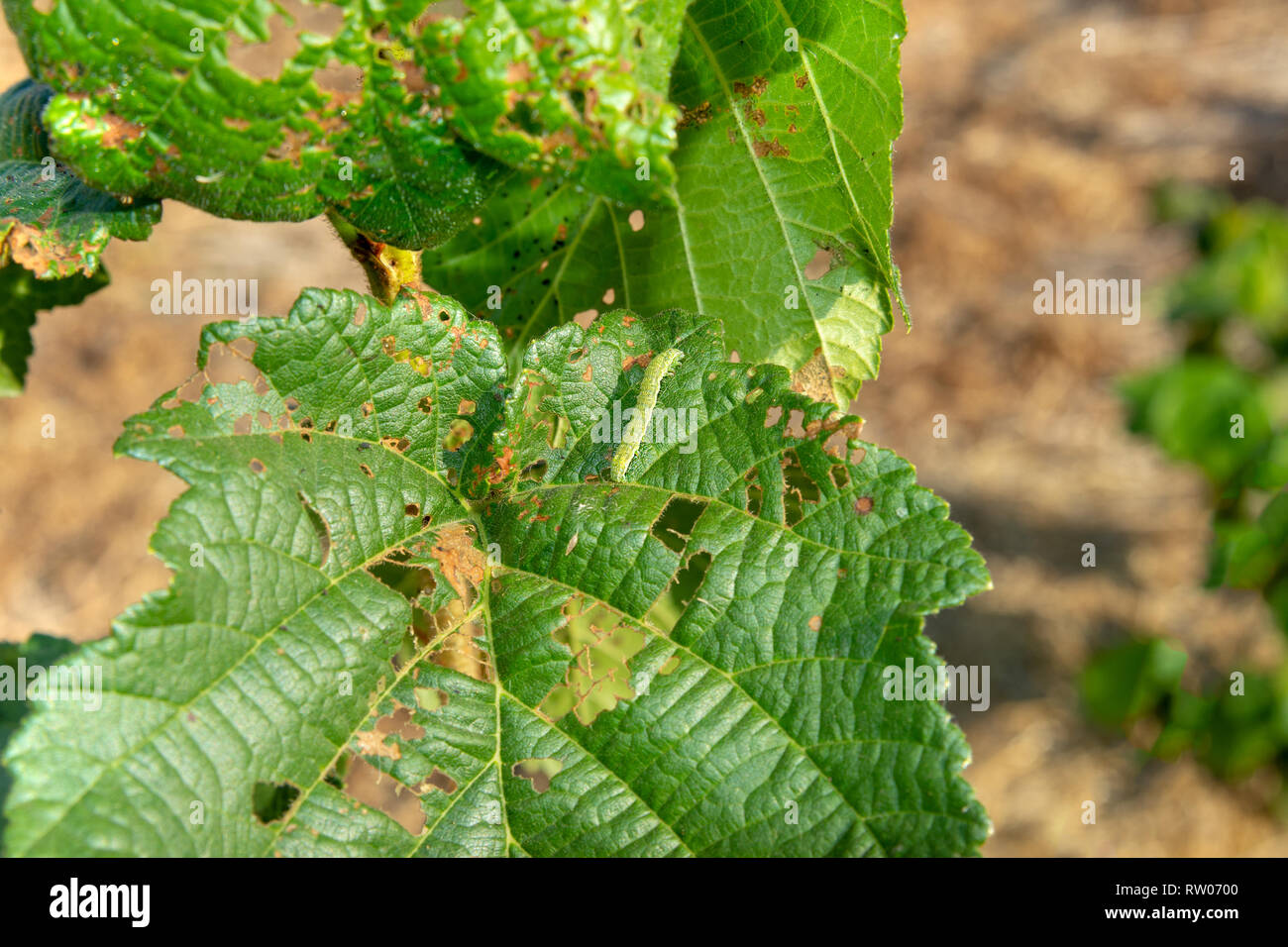 Diseases and pests of nuts and leaves of hazelnut bushes closeup