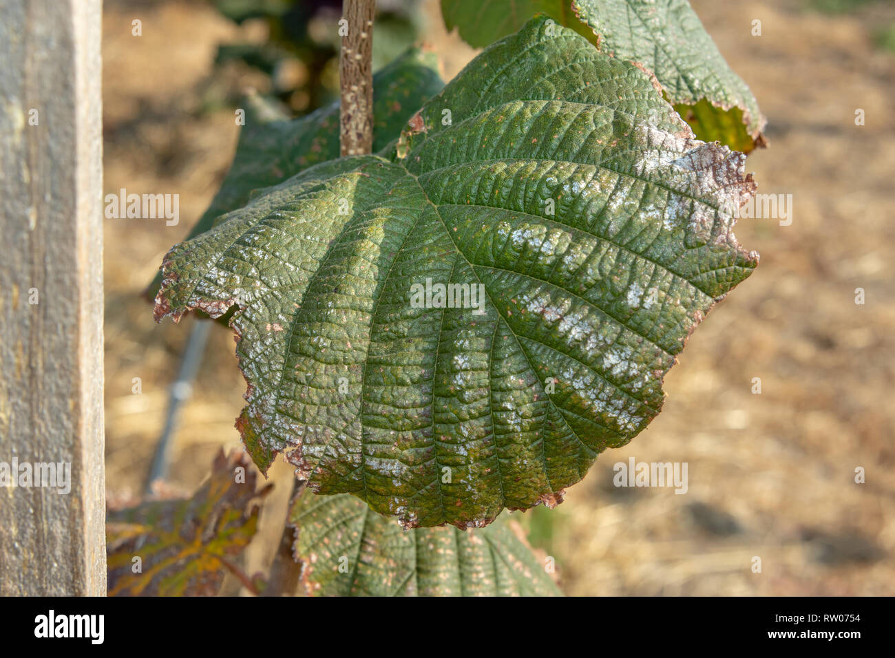 Diseases and pests of nuts and leaves of hazelnut bushes closeup