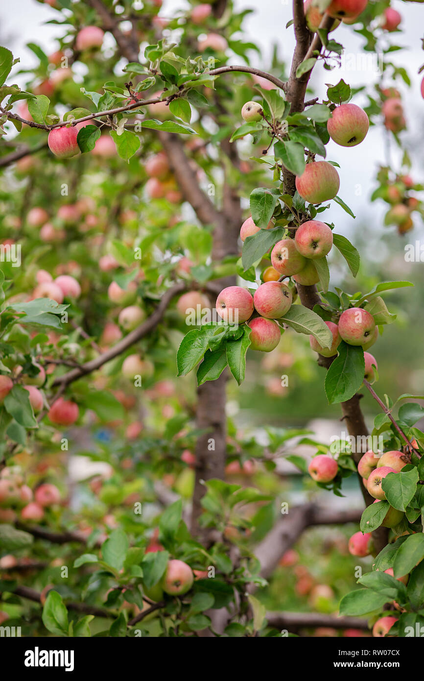 Young apples on a tree in the garden. Growing organic fruits on the ...