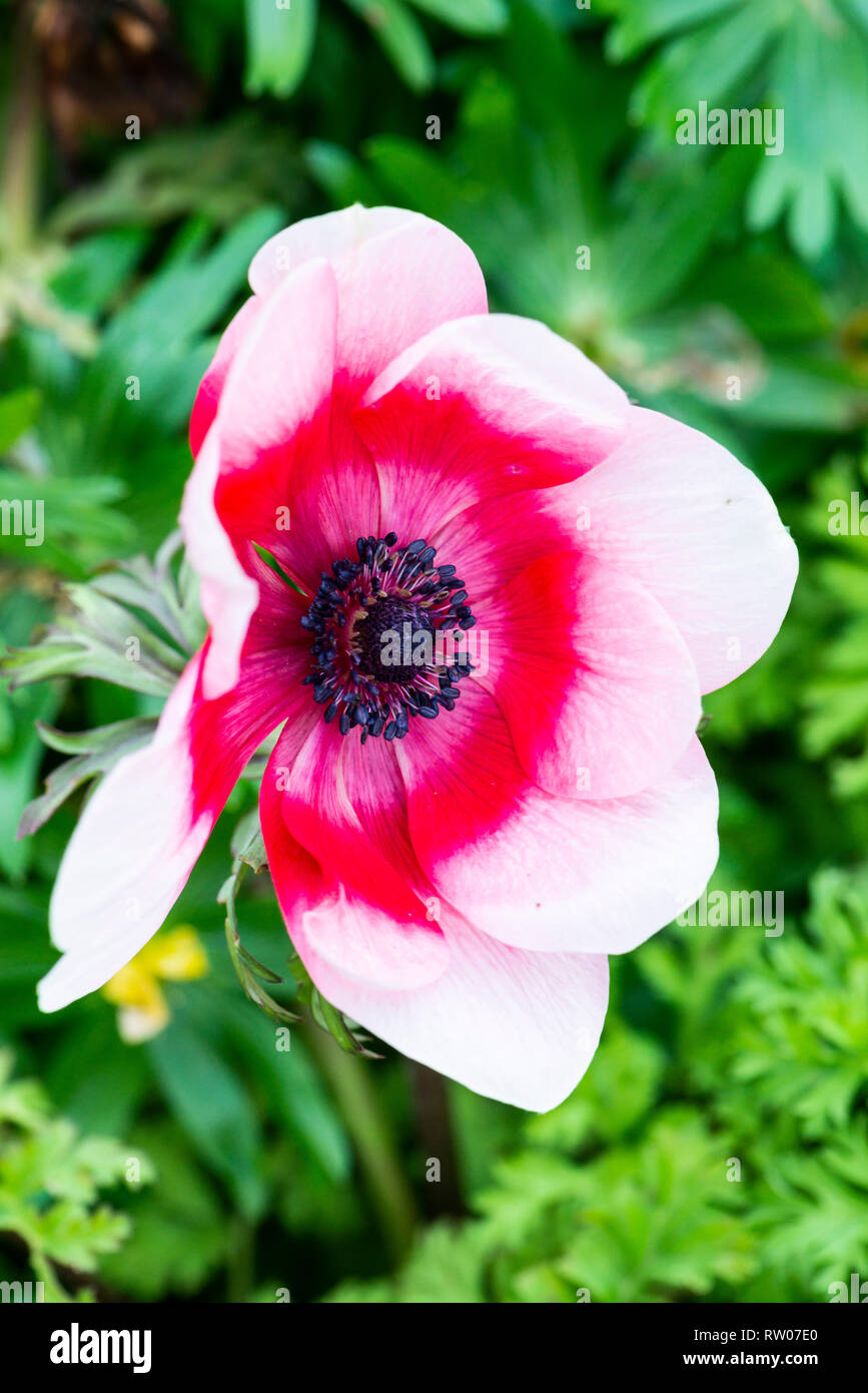 A poppy anemone (Anemone coronaria Stock Photo - Alamy