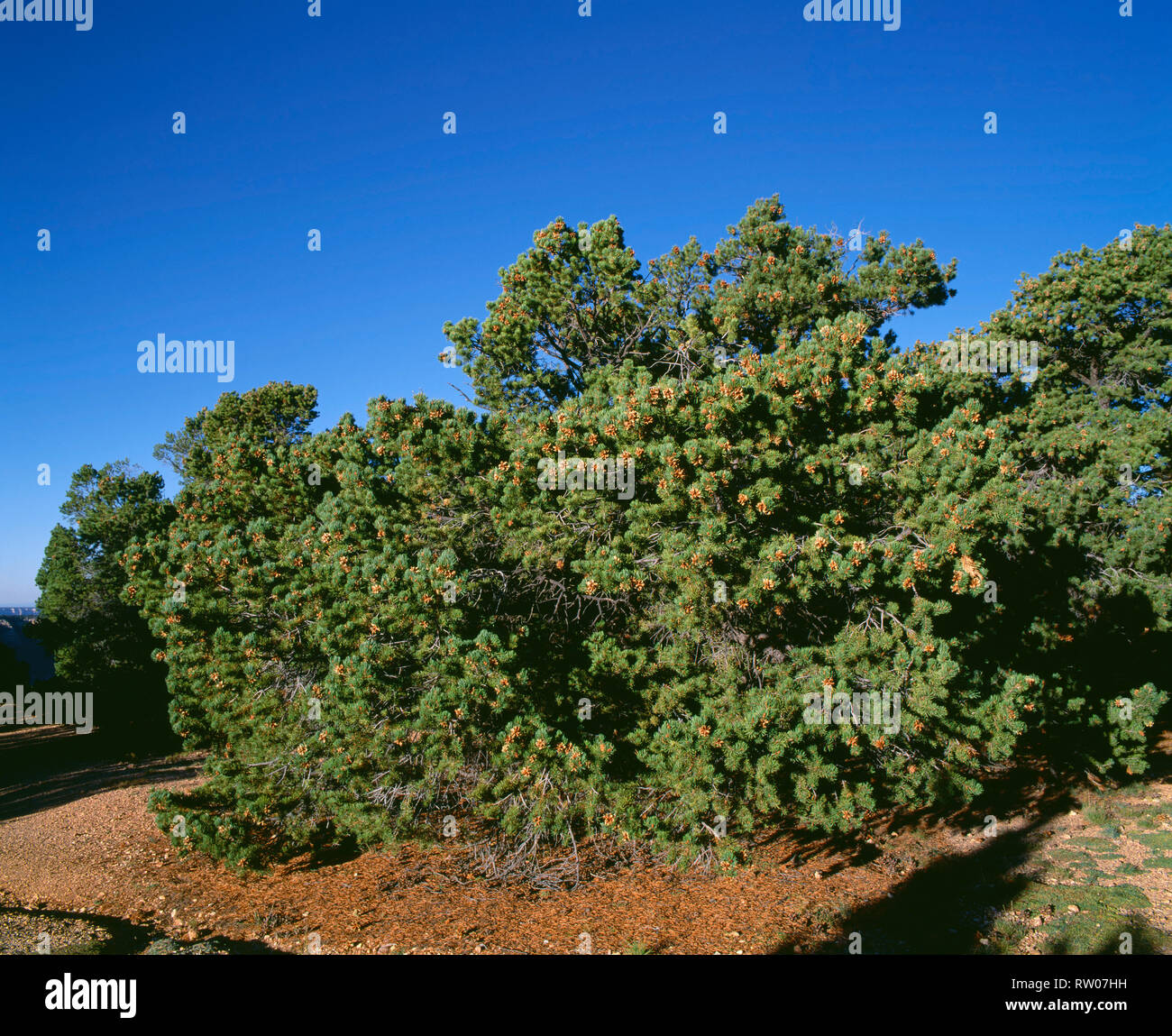 USA, Arizona, Grand Canyon National Park, Pinyon pine (Pinus edulis), Cape Royal, North Rim. Stock Photo