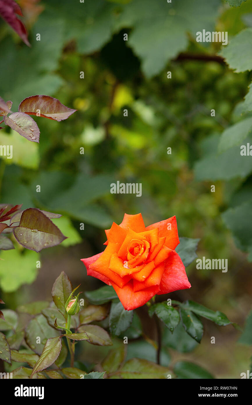 Beautiful roses in the garden, growing different varieties of flowers.  Gardening as a hobby Stock Photo - Alamy