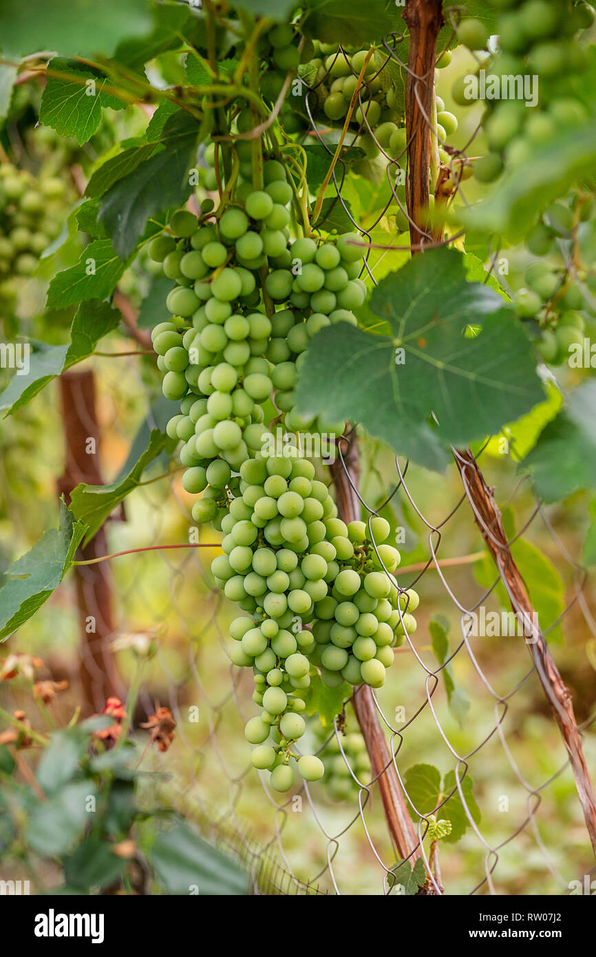 Green young wine grapes in the vineyard. Beginning of summer close up
