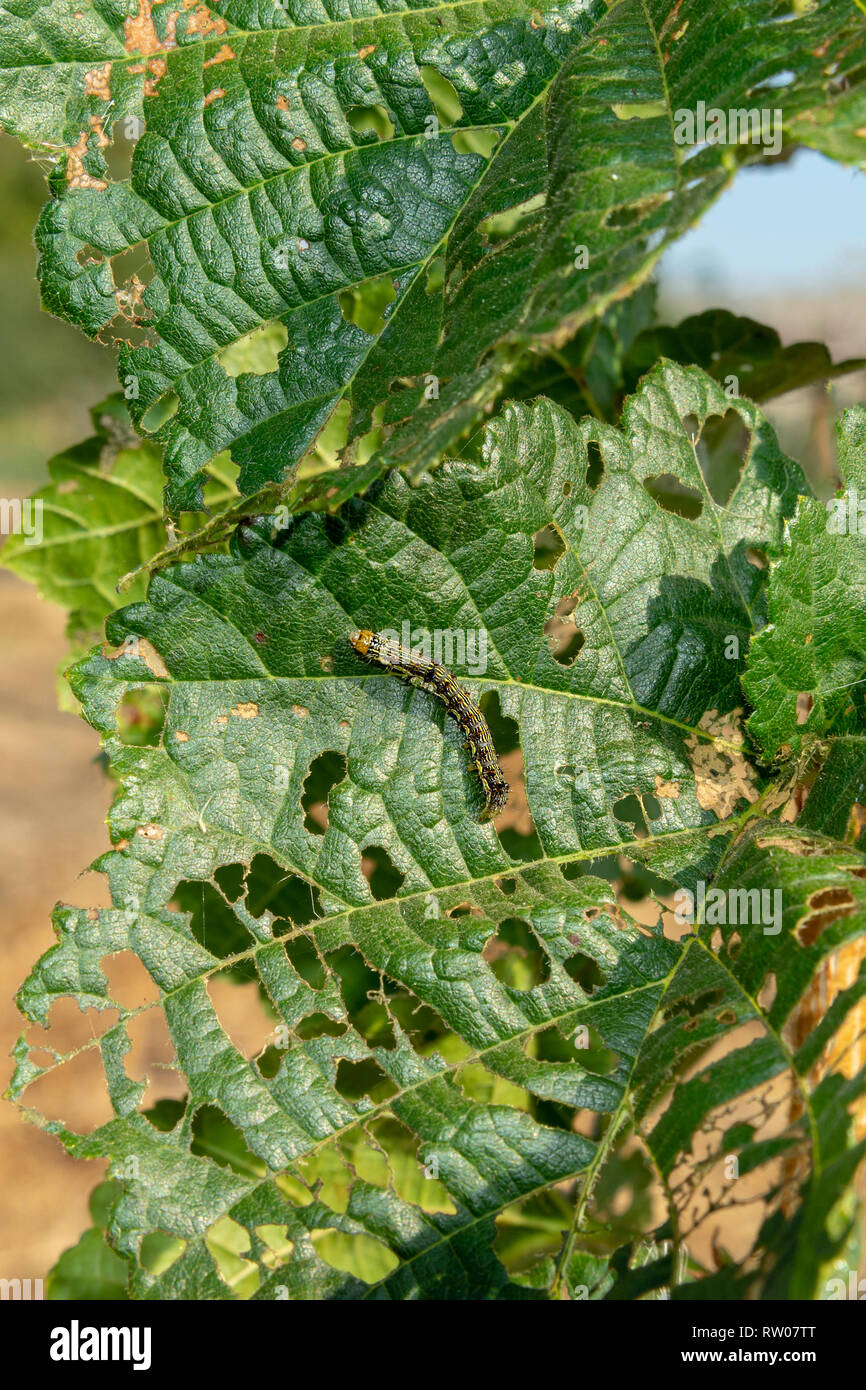 Hazelnut leaves are damaged by parasites and rot diseases. Pests and
