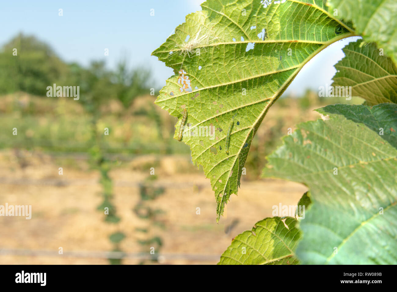 Diseases and pests of nuts and leaves of hazelnut bushes closeup