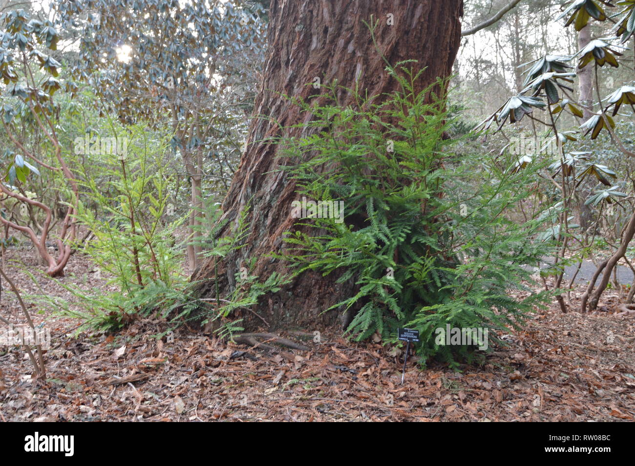 Sequoia Saplings High Resolution Stock Photography And Images Alamy
