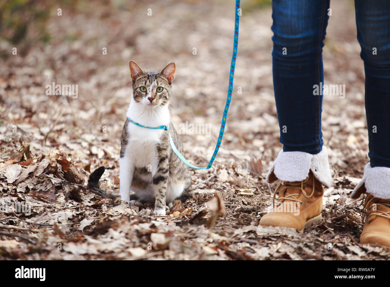 Woman owner walking  cat on a leash outdoors in nature Stock Photo