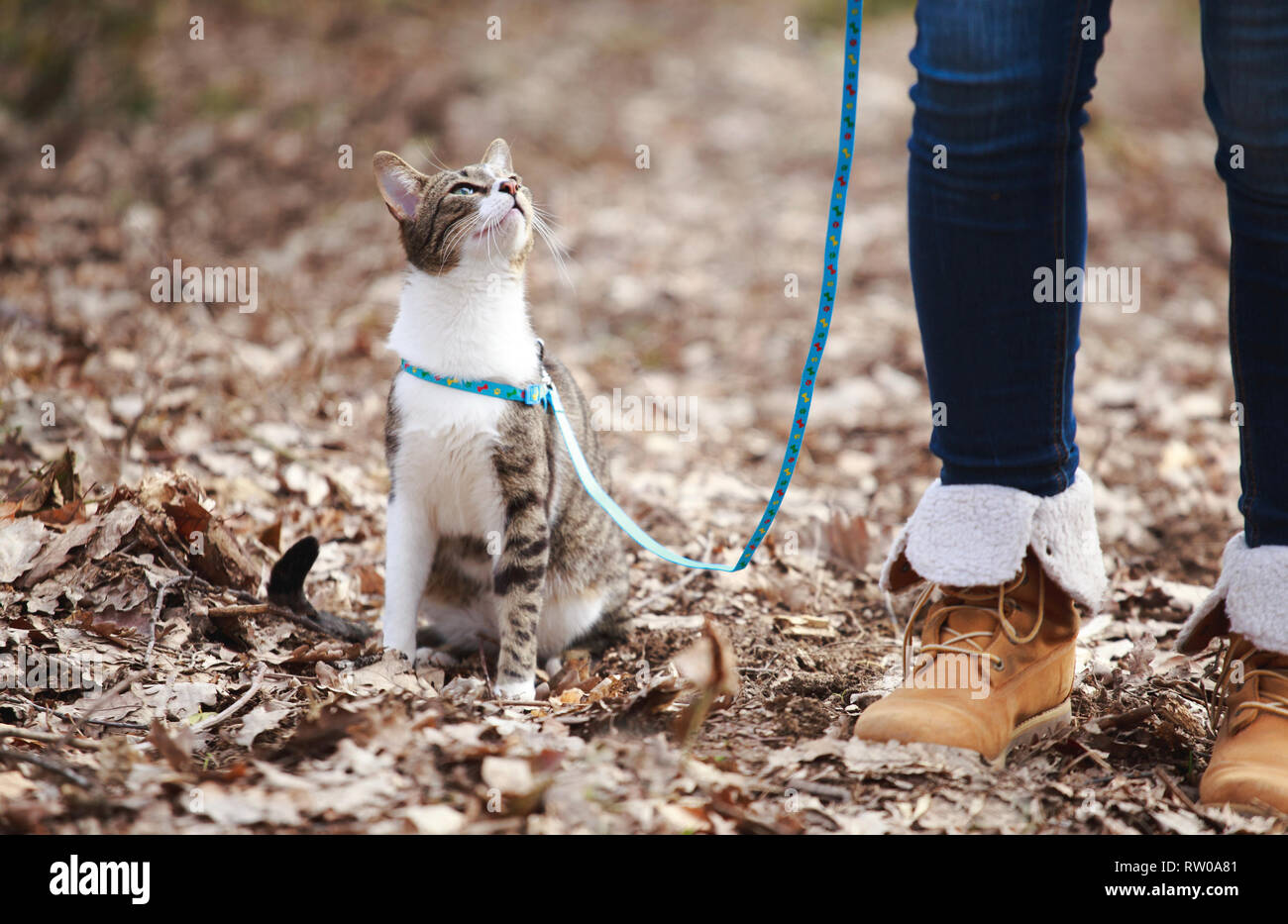 Woman owner walking  cat on a leash outdoors in nature Stock Photo