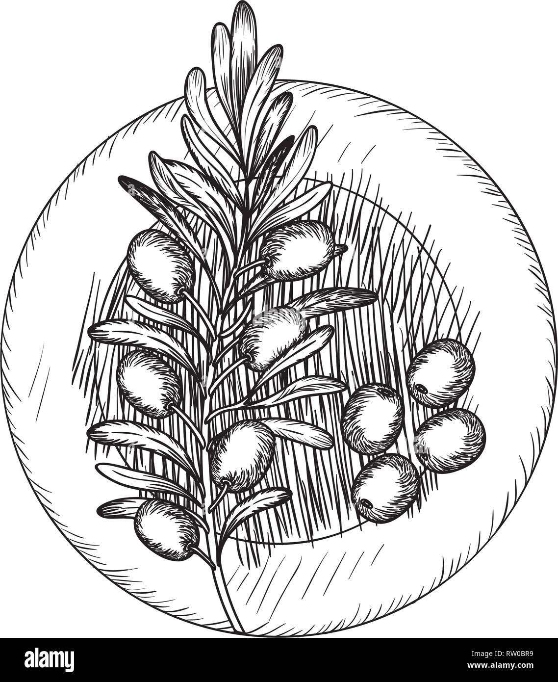 olive flower drawing isolated icon Stock Vector Image & Art Alamy