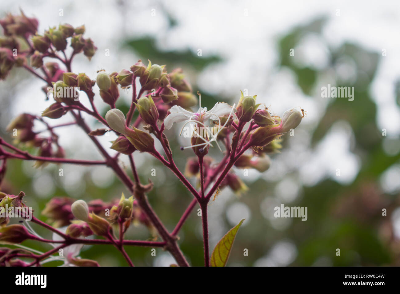 Clerodendrum Viscosum, Red Bunch Stock Photo