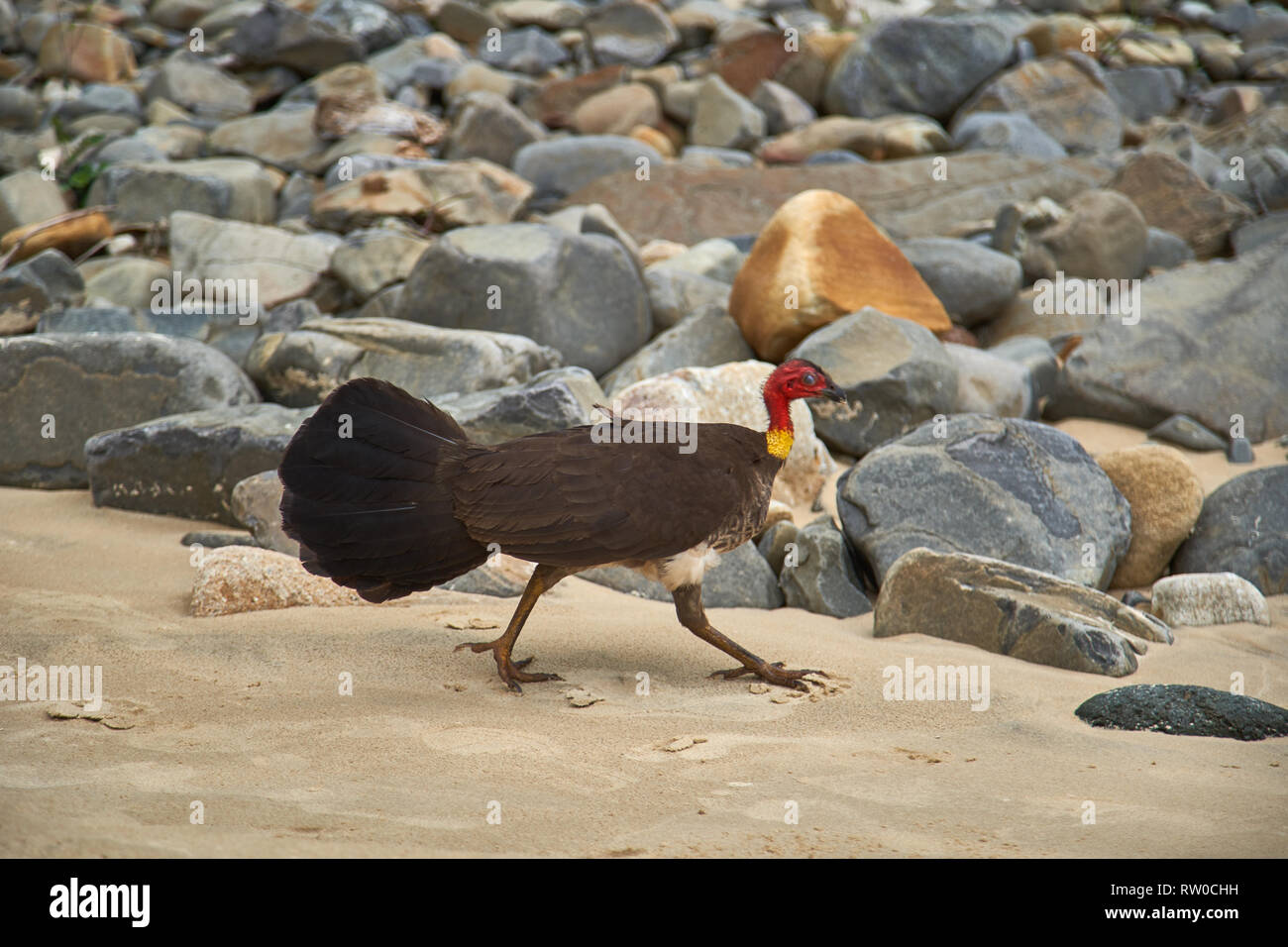 Australian Brush Turkey walking on Beach of Noosa Heads, Sunshine Coast, Queensland, Australia Stock Photo