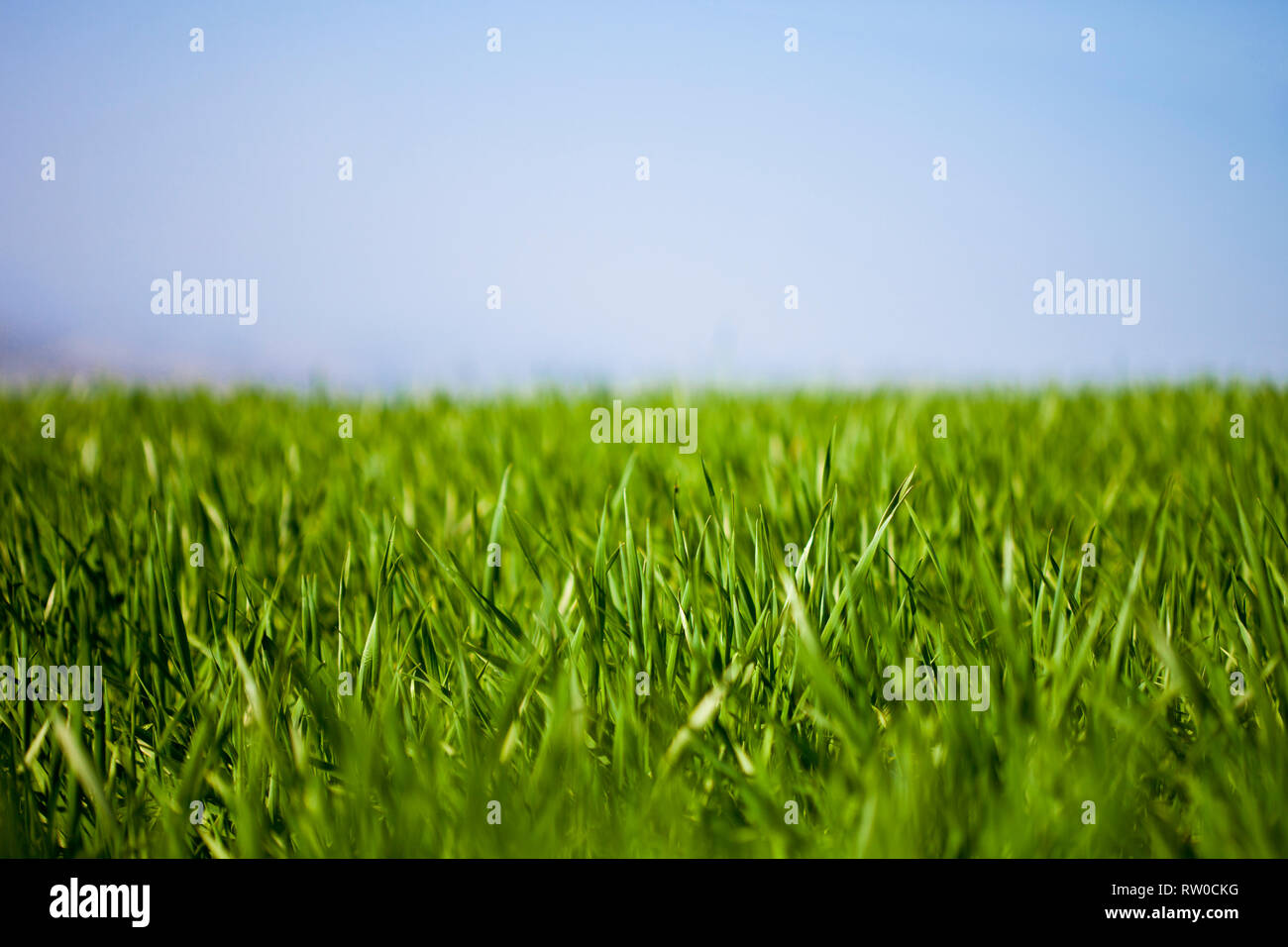 Field of green grass and blue sky background Stock Photo - Alamy