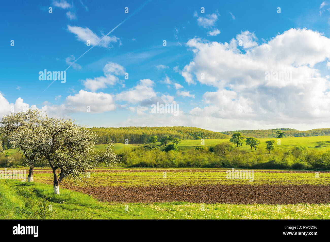 Rural Fields In Spring Beautiful Countryside Blossoming Trees 