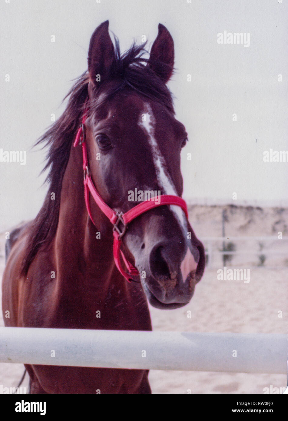Purchase and transport of a dark chestnut Arabian stallion from Al-Qatif / Qatif, Eastern Province, Saudi Arabia to Abqaiq, an Aramco Compound in 1983. Stock Photo