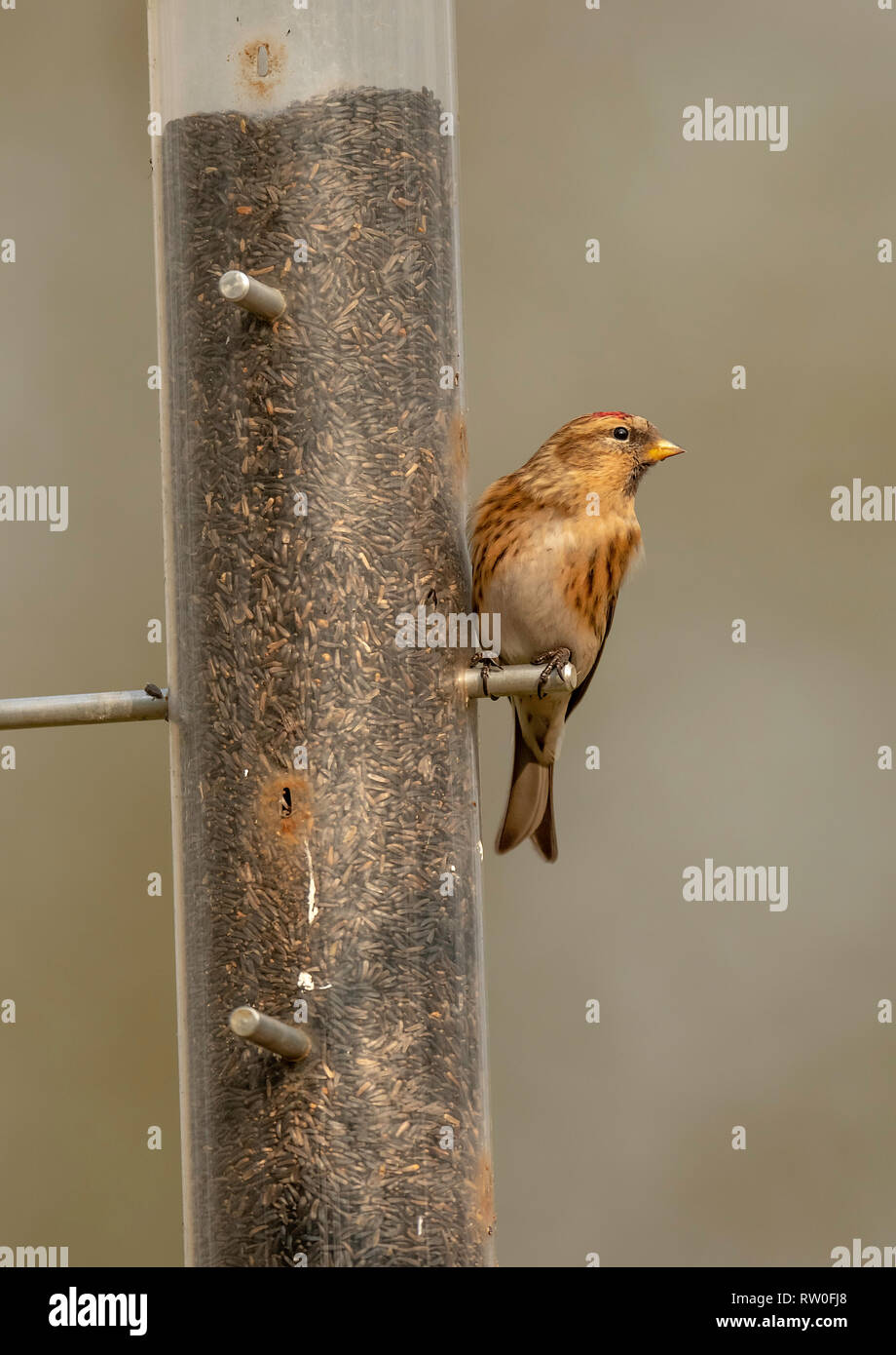 Redpoll Feeding At A Niger Seed Bird Feeder At A Norfolk Bird