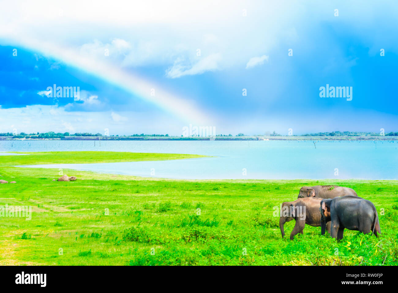View on elephant in Kaudulla national park, Sri Lanka Stock Photo