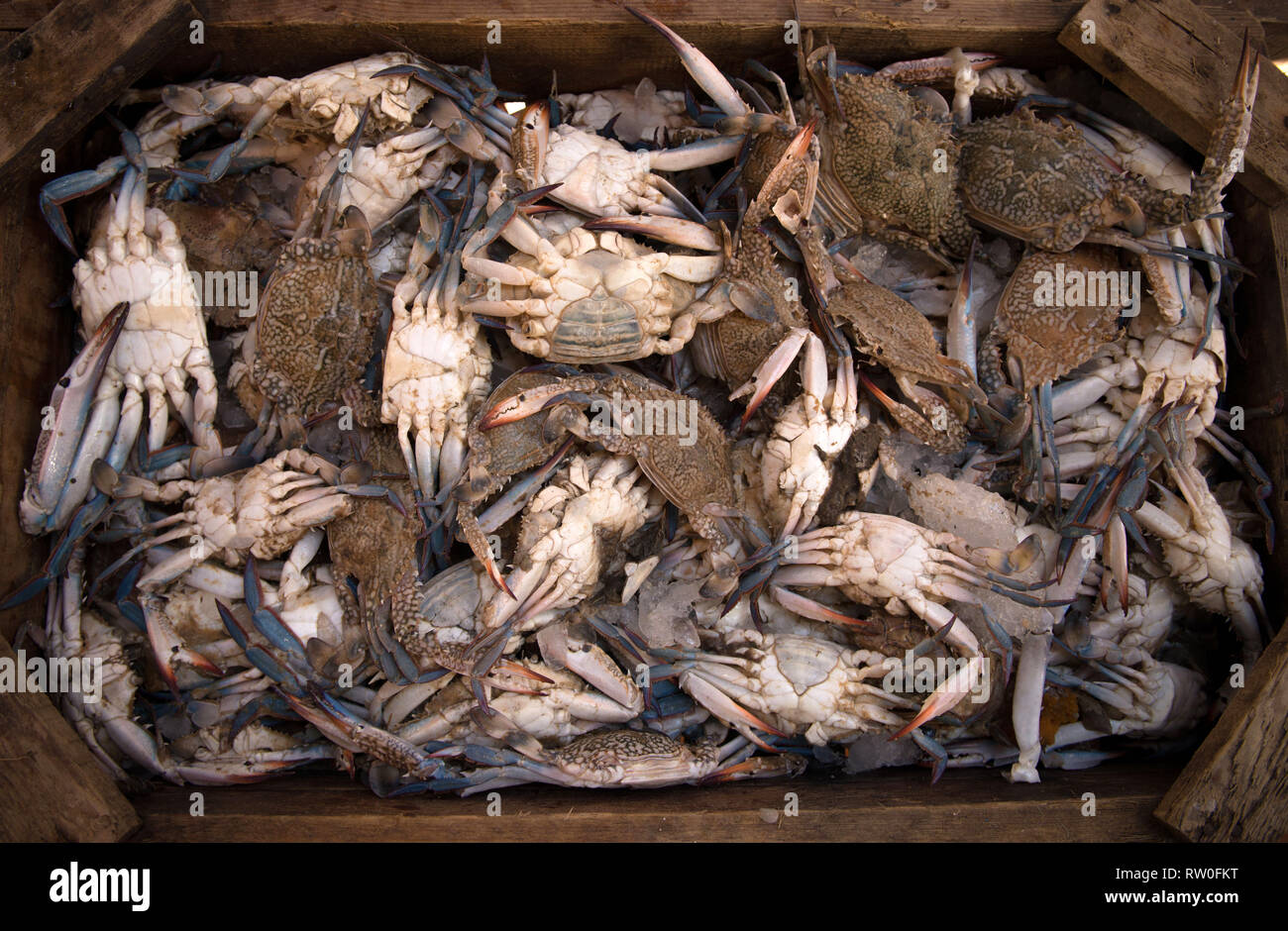 Crab. Fish market. Crabs on the market. Flower crab, Blue crab, Blue