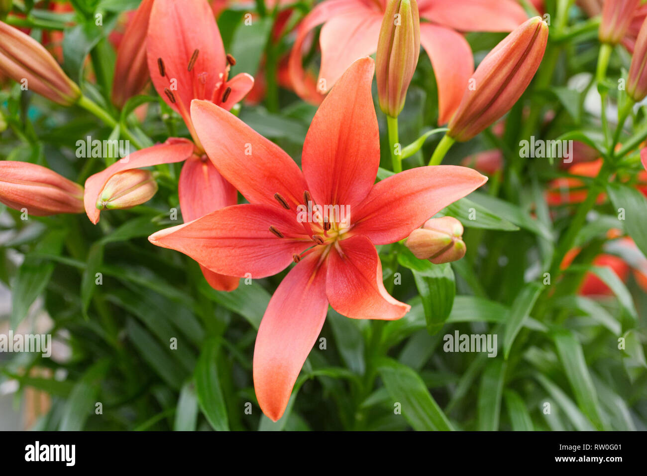 Lilium hybrid Ankara flowers. Stock Photo
