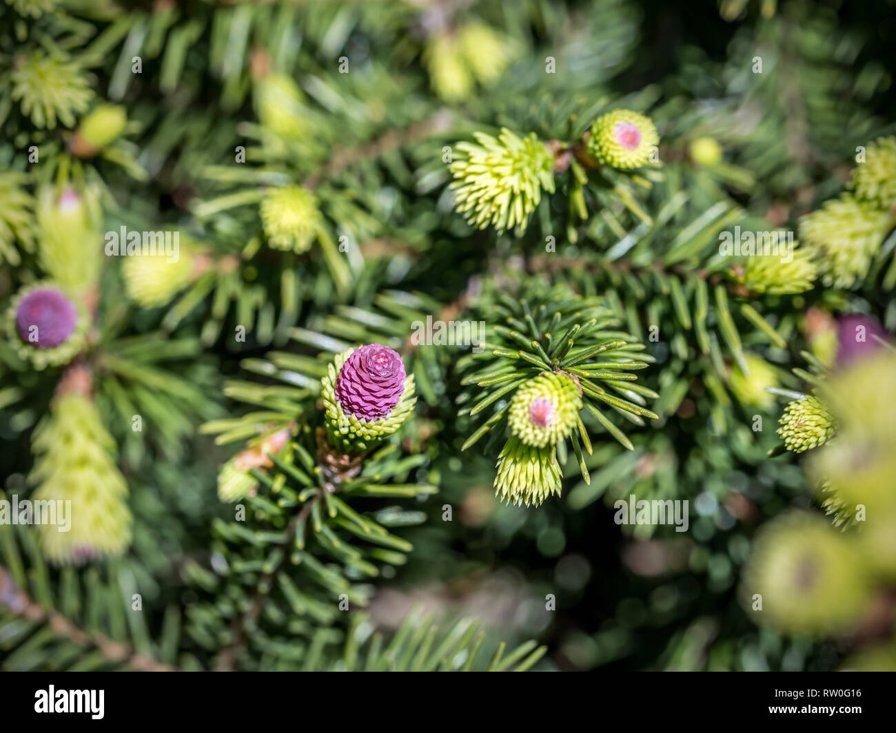 Closeup of Picea Abies spruce tree with cones Stock Photo