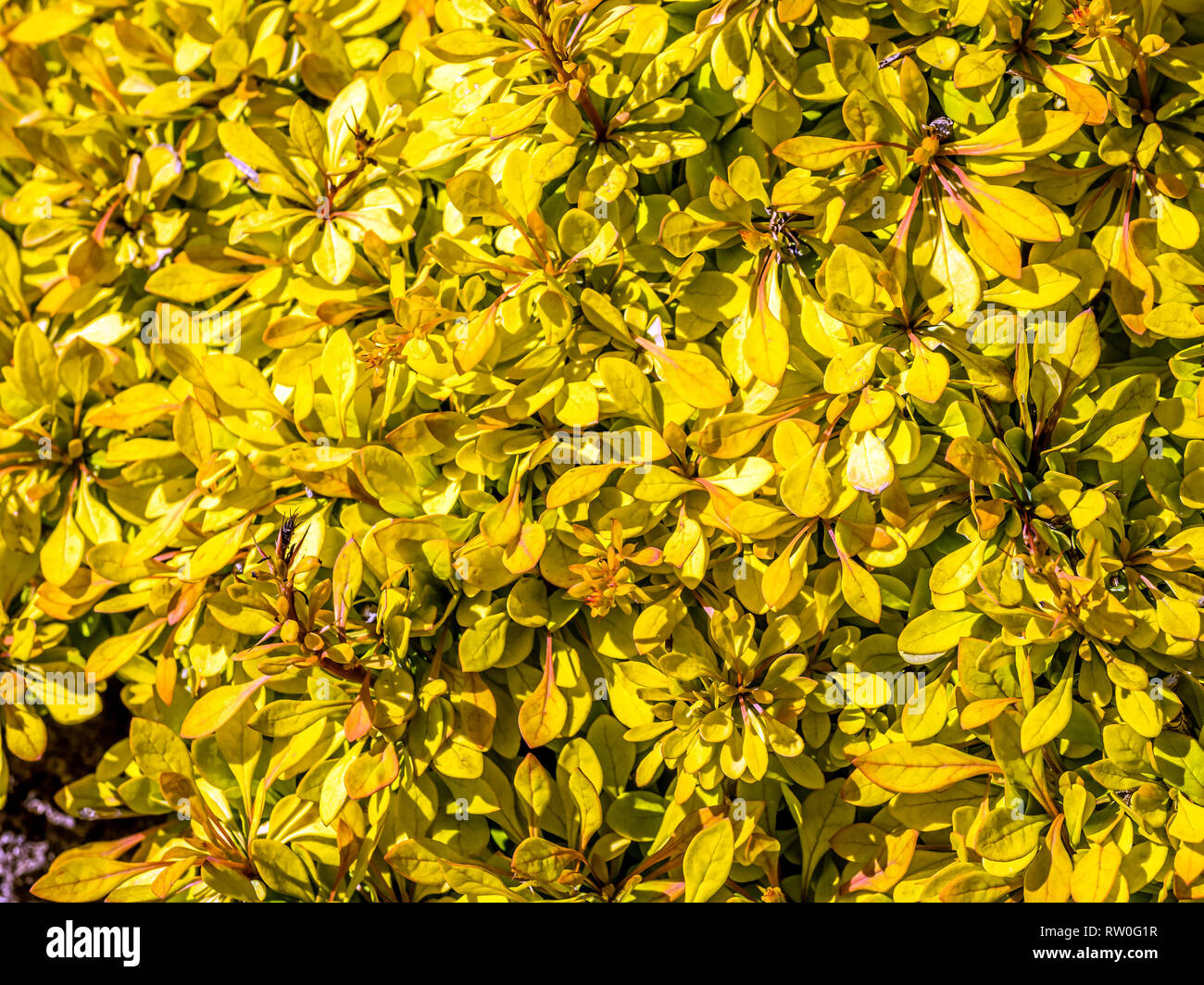 Golden carpet hi-res stock photography and images - Alamy