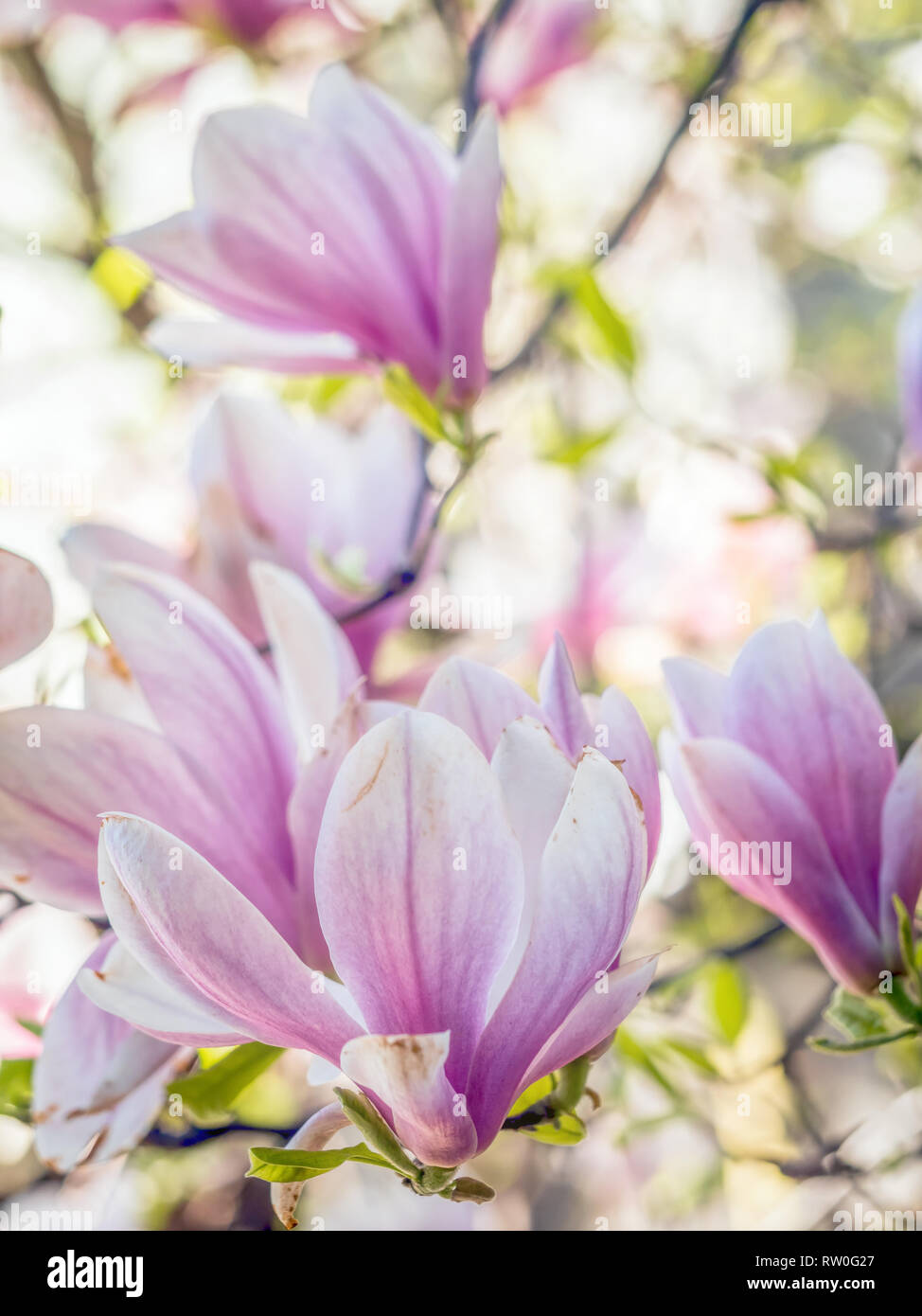 Closeup of Magnolia tree flower buds in full blossom Stock Photo - Alamy