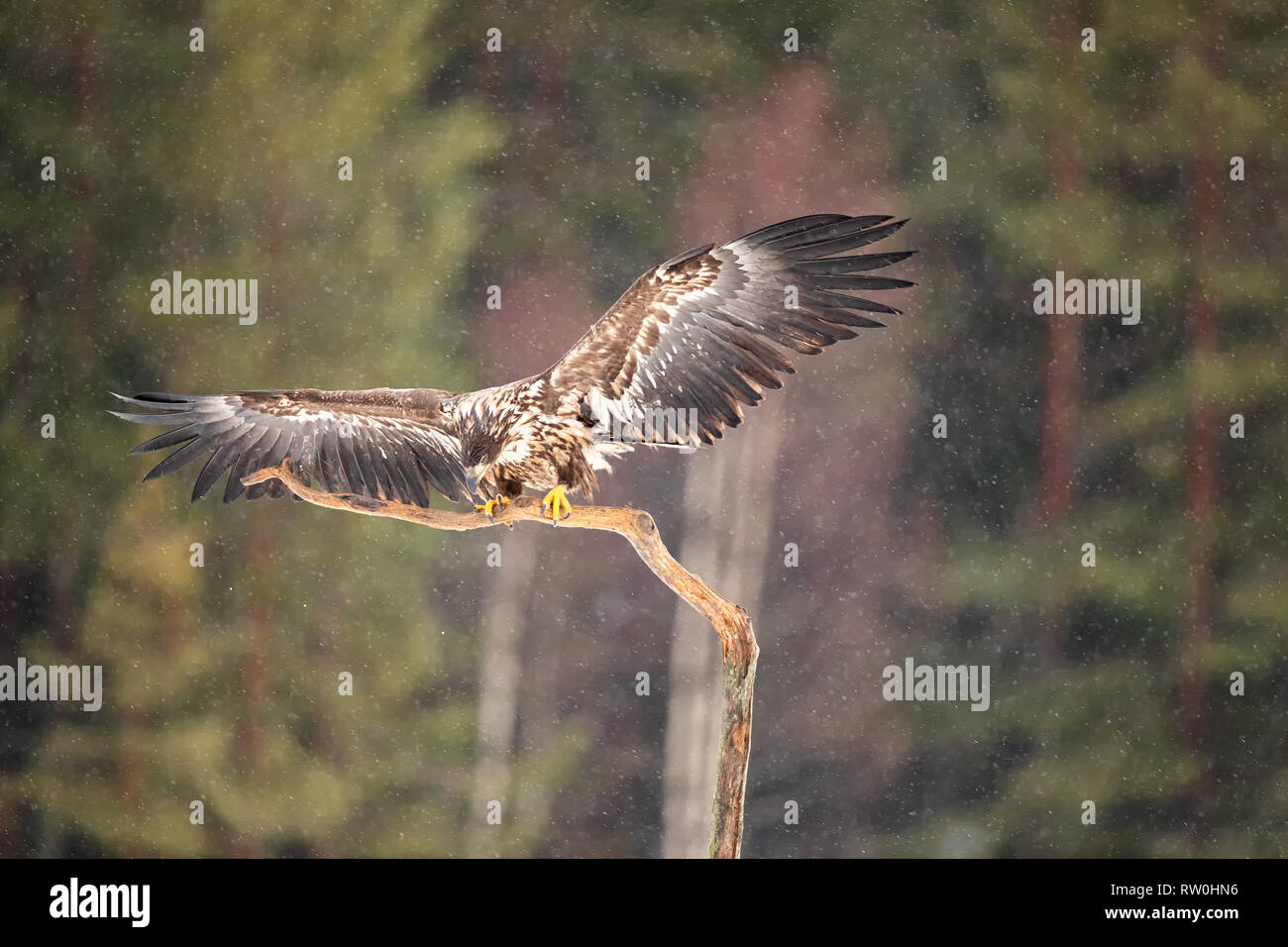 White tailed eagles shot from a hide in mid Sweden Stock Photo