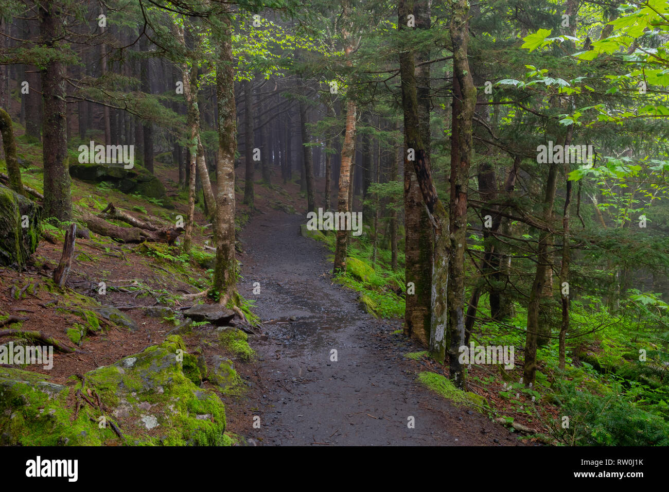 Muddy Trail Cuts Through Mossy Forest in early summer Stock Photo