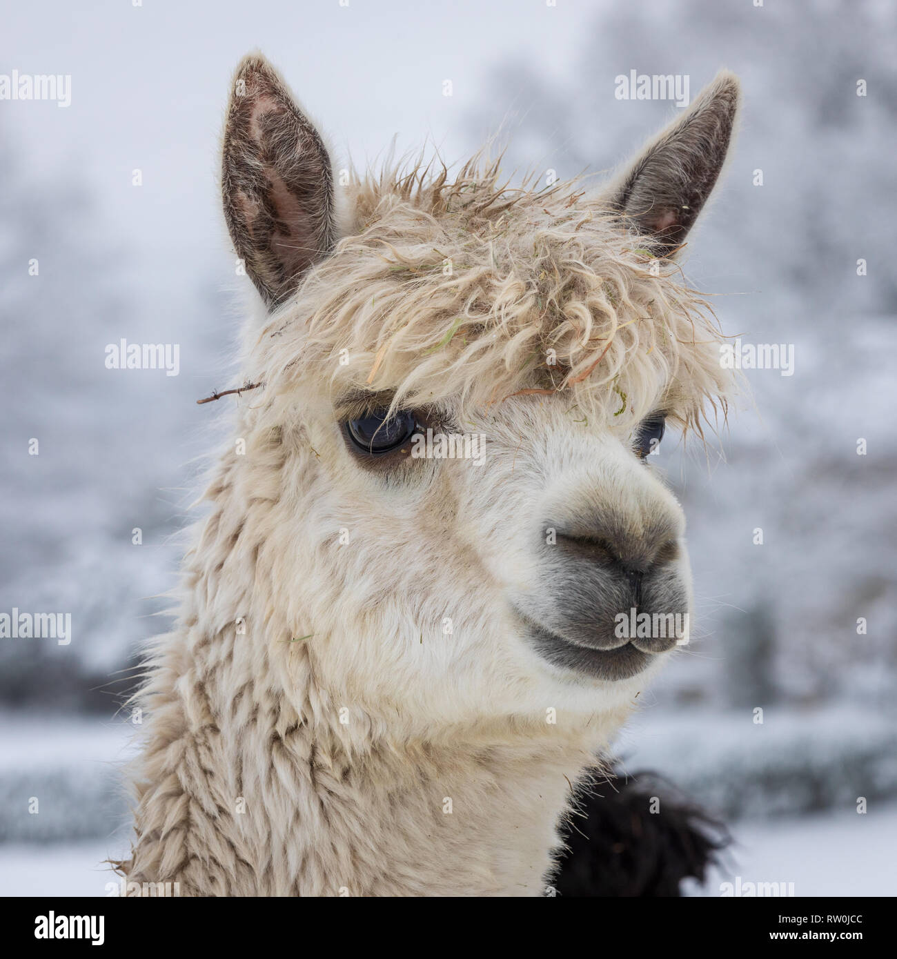 White alpaca headshot Stock Photo