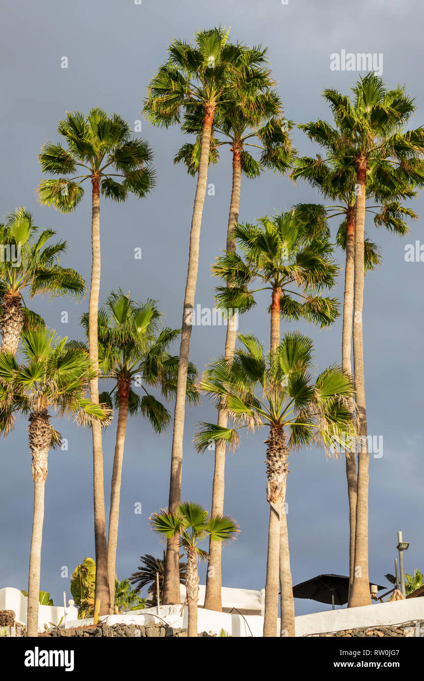 Sunlit tall palm trees against a grey stormy sky Stock Photo
