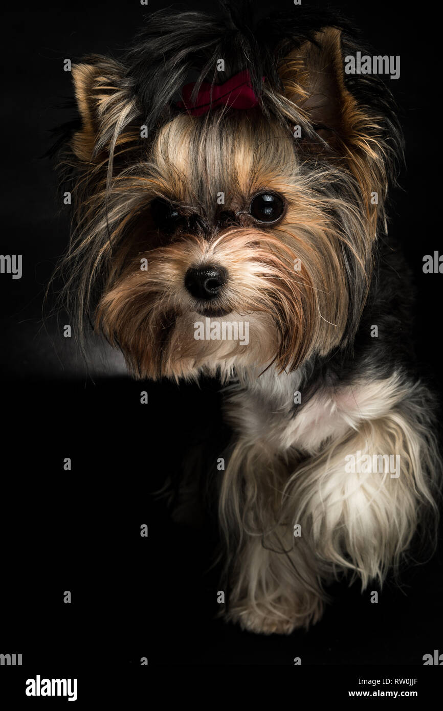 Cute Biewer Yorkshire Terrier With Pink Bow On Black Background