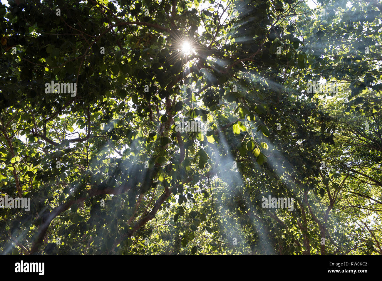 Piaraçu village (Aldeia Piaraçu), Mato Grosso State, Brazil. A sunburst through the trees of the forest. Stock Photo