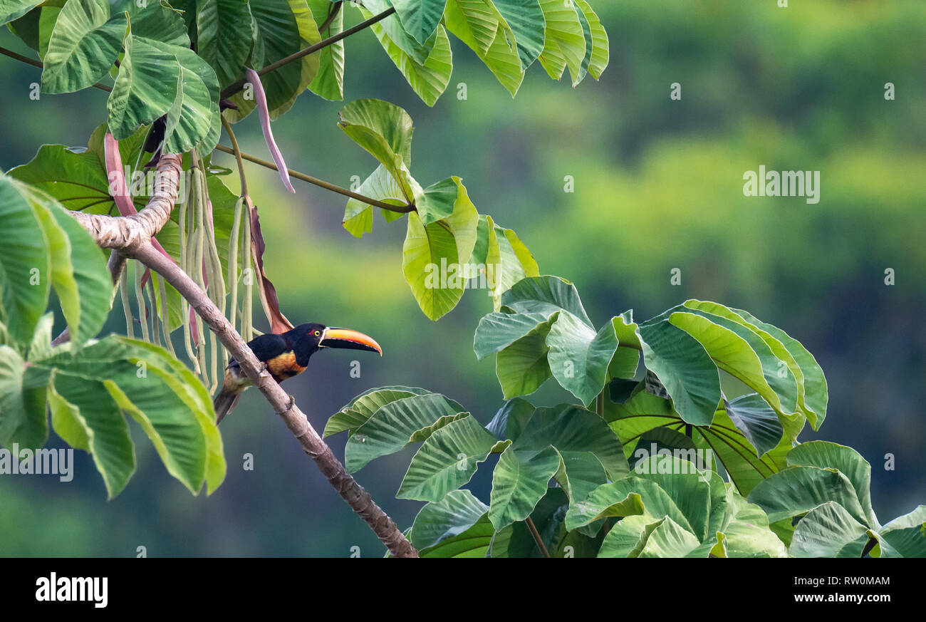 A Fiery-Billed Aracari sitting on branch trains it large bill around to the right. Stock Photo