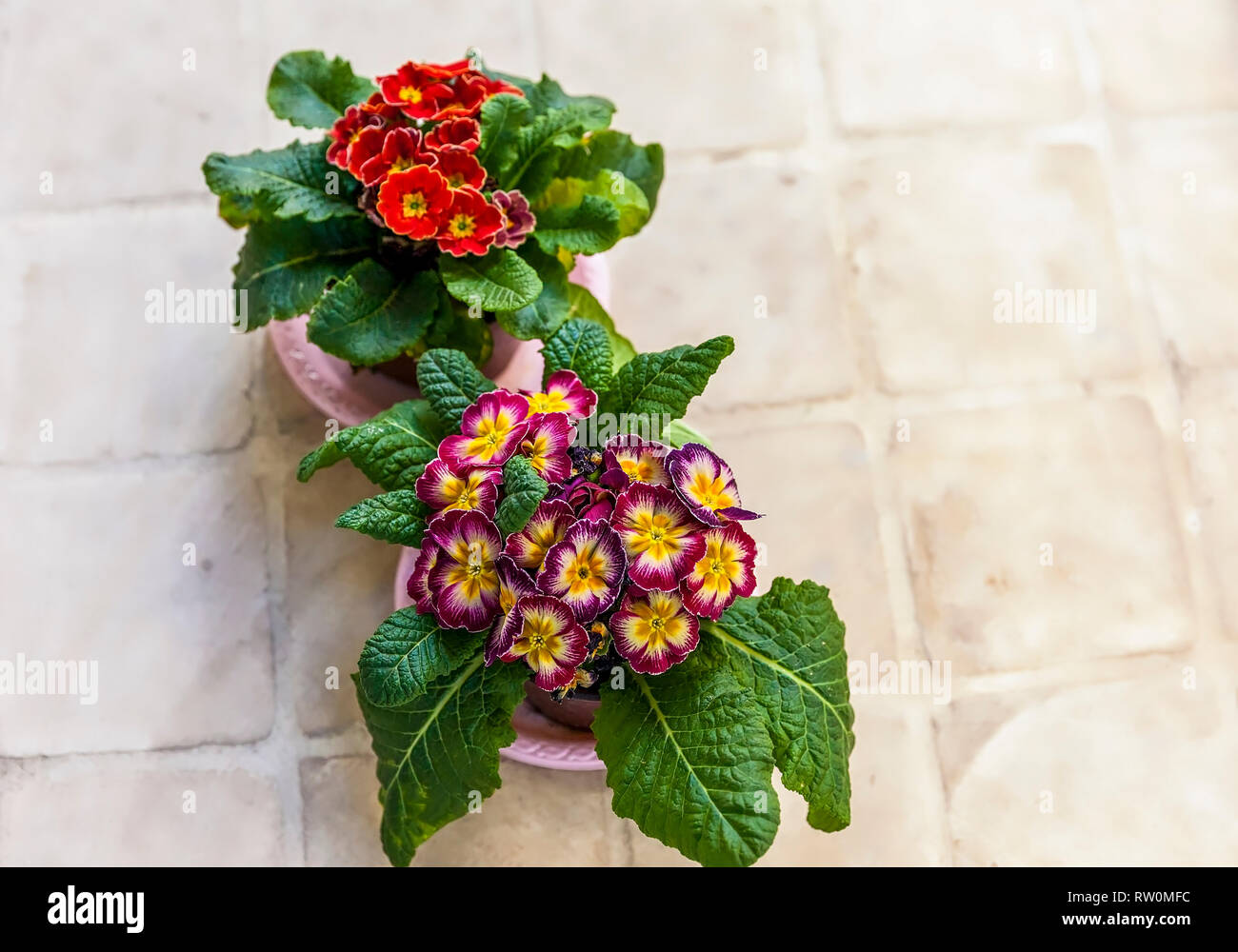 Primula Auricular Plants. Two colourful flower pots on a beige tile surface. Stock Image. Stock Photo