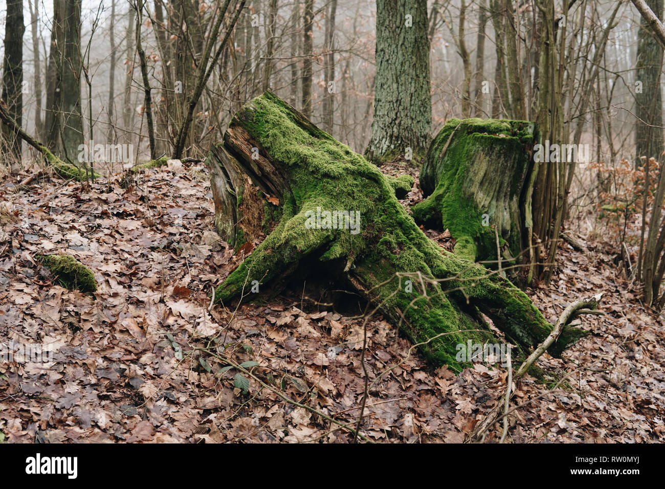 Moss tree roots hi-res stock photography and images - Alamy