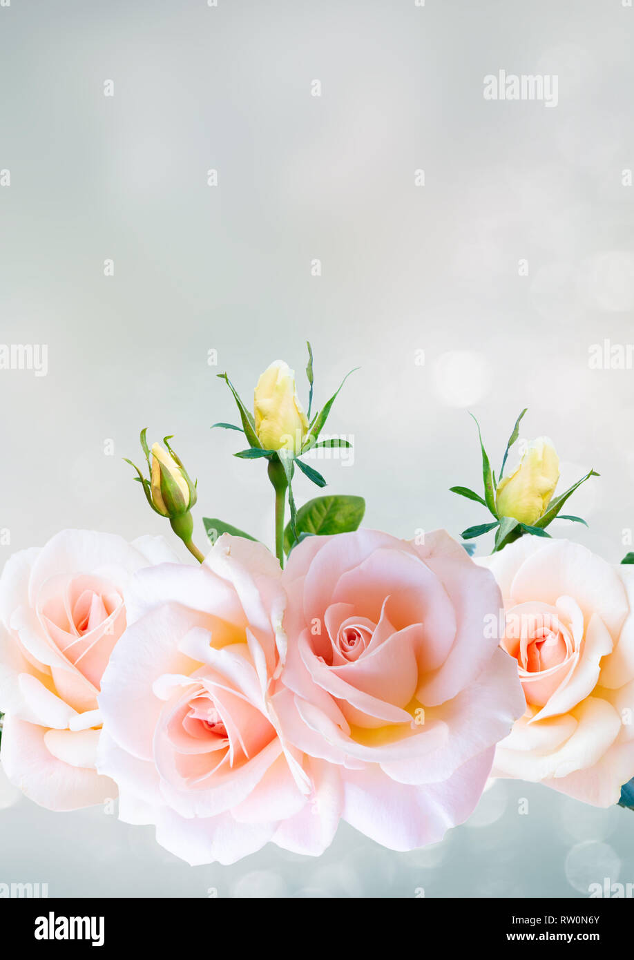 Pink blooming roses Stock Photo - Alamy