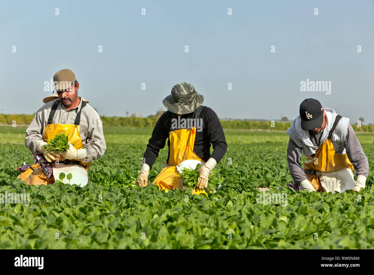 Hispanic field crew harvesting organic spinach crop 'Spinacia oleracea'. Stock Photo