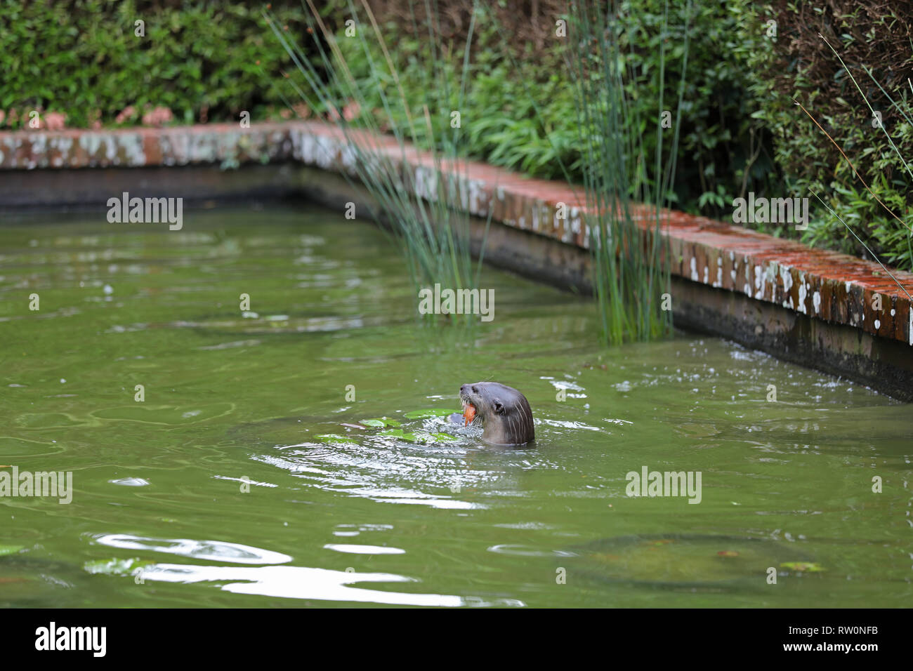 Otter in Singapore Stock Photo